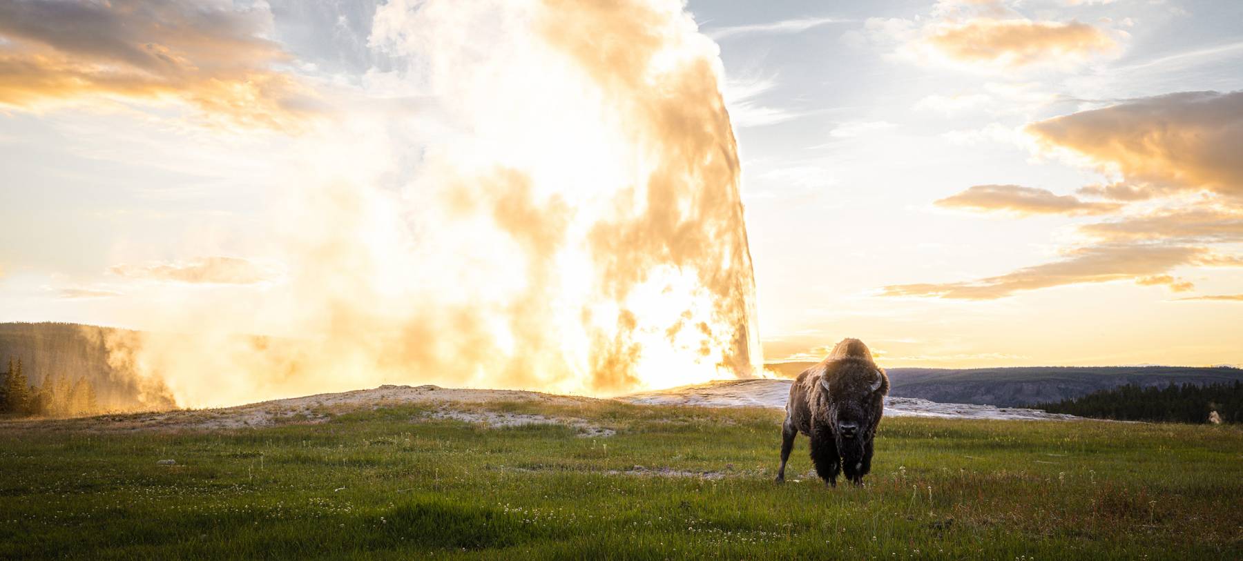 Bison In Yellowstone In Front Of Geyser